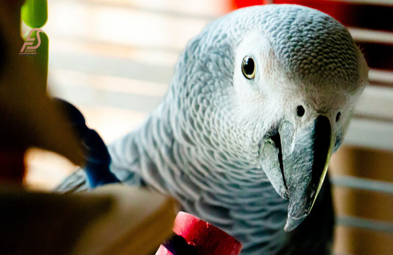 Can Parrots Really Eat Cheetos? (Crunch or Consequence 2024)