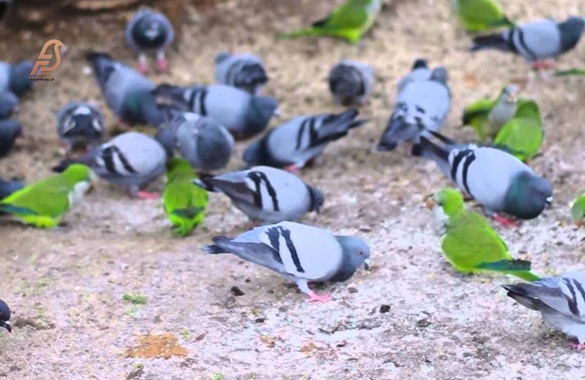 Can Parrots and Pigeons Live Together?