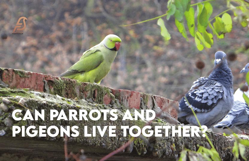 Can Parrots and Pigeons Live Together?