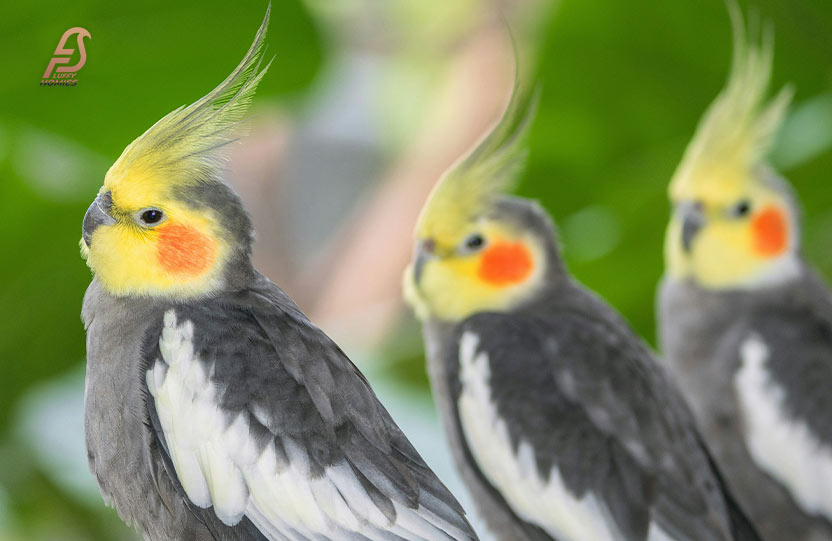 Are Budgies Smarter Than Cockatiels?