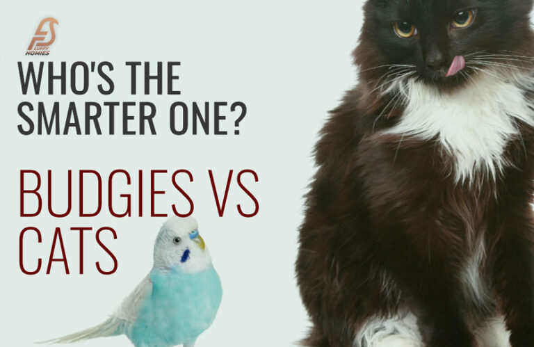 Budgies vs Cats – Who Rules the Battle of Brains? (2023)