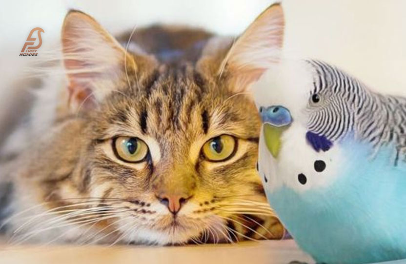 are budgies smarter than cats?