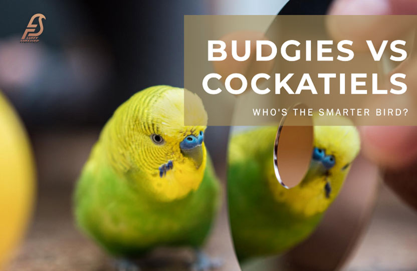 Are Budgies Smarter Than Cockatiels