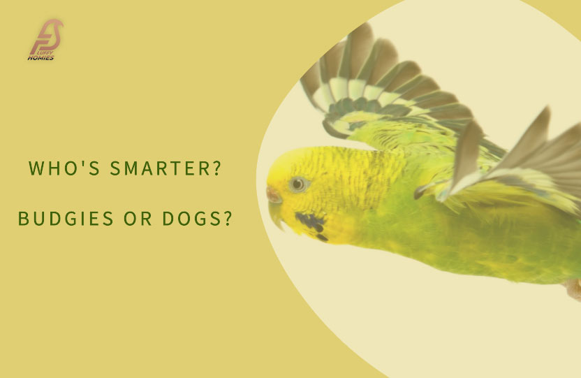Are Budgies Smarter Than Dogs?