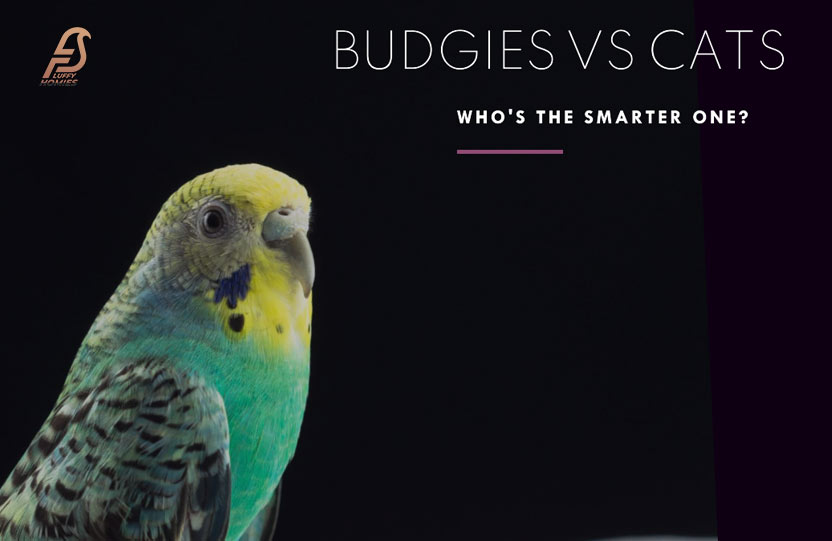 are budgies smarter?