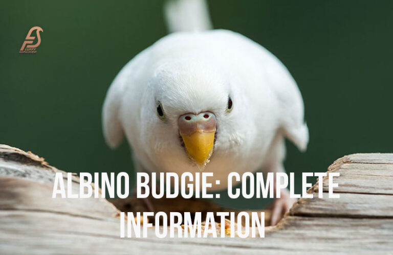 Albino Budgies Unveiled (Everything You Need to Know 2024)