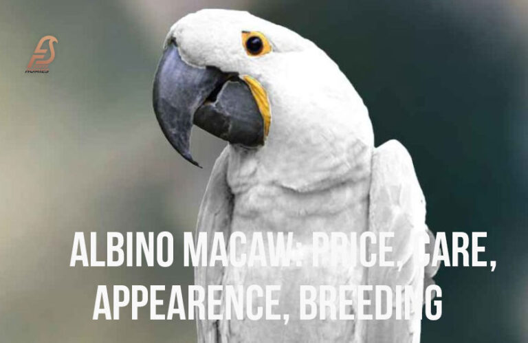 Albino Macaw (Complete Information About White Macaw 2024)