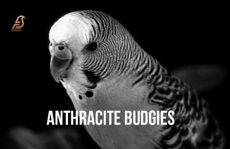 Anthracite Budgies (Anthracite Budgerigar Mutation 2024)
