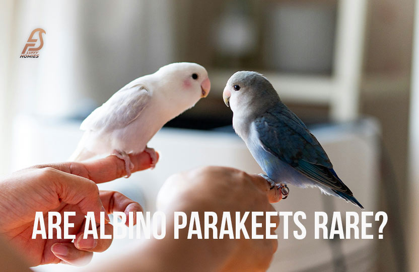 Are Albino Parakeets Rare?