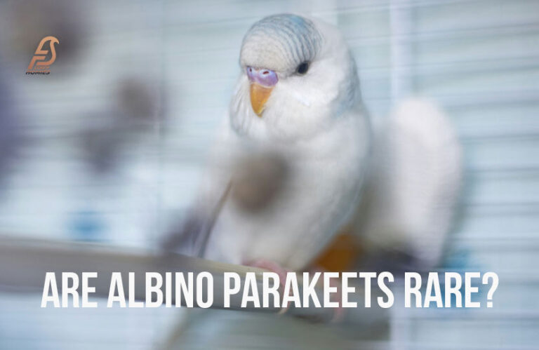 Are Albino Parakeets Rare? (Let’s Find Out in 2024)