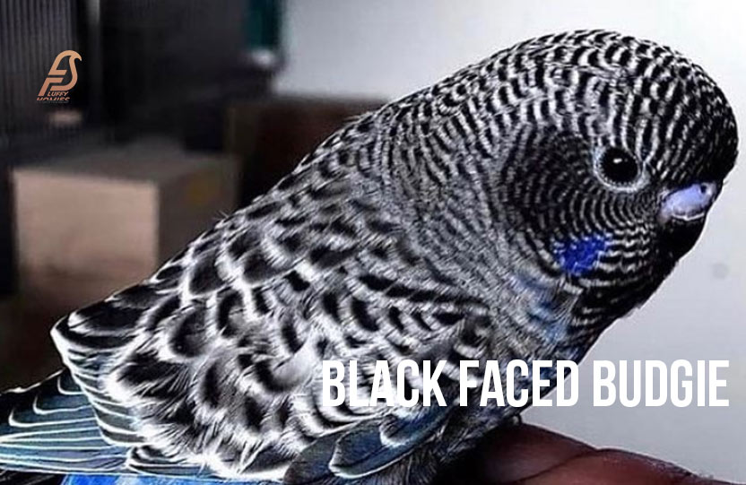 Black-Faced Budgie