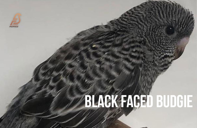 Black Face Budgie