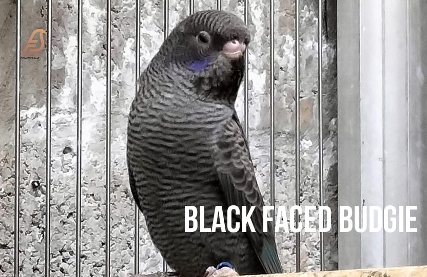 Black Face Budgie