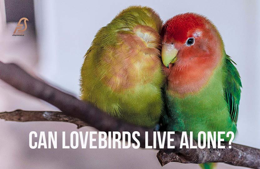 Can Lovebirds Live Alone?