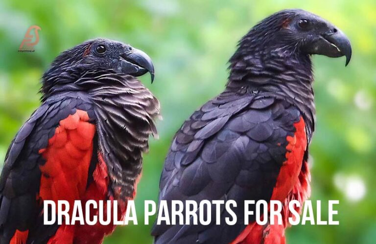 Dracula Parrots for Sale (Dracula Parrot Price 2024)