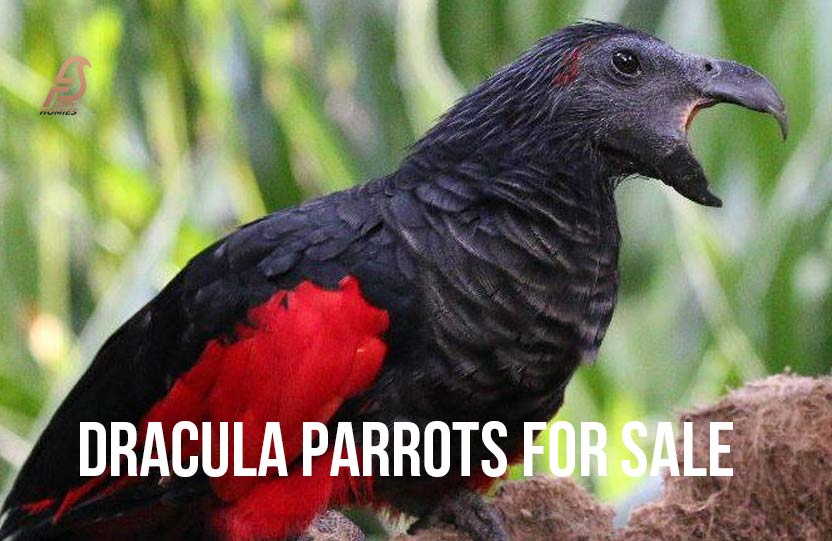 Dracula Parrots for Sale
