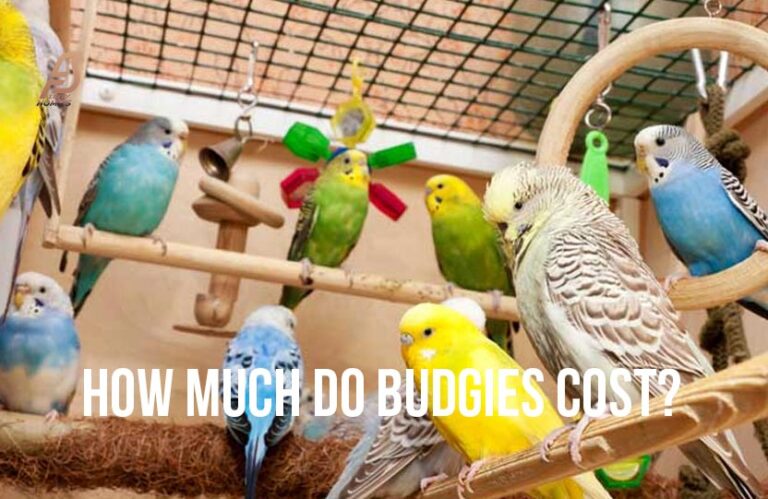 How Much Do Budgies Cost? (Cost of Budgies & Supplies 2024)