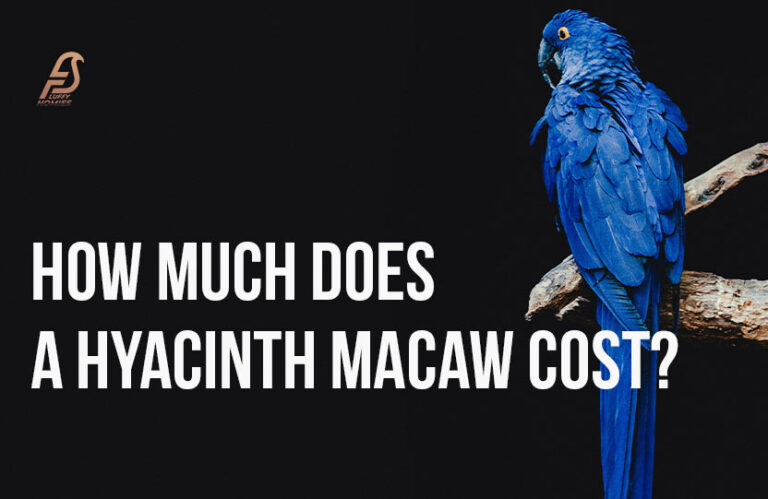 Hyacinth Macaw Price Revealed (Rare Blue Macaw Price 2024)