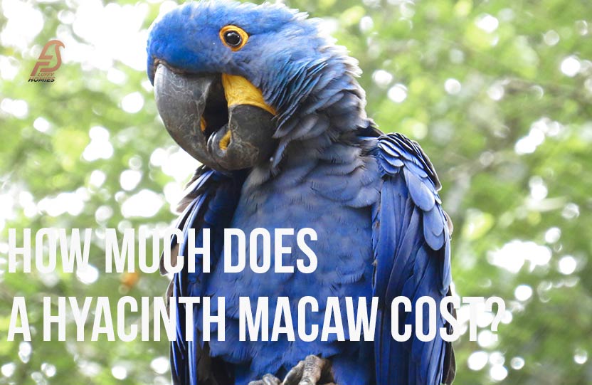 How Much Does a Hyacinth Macaw Price?