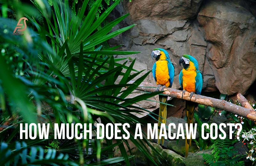 How Much Does a Macaw Cost?