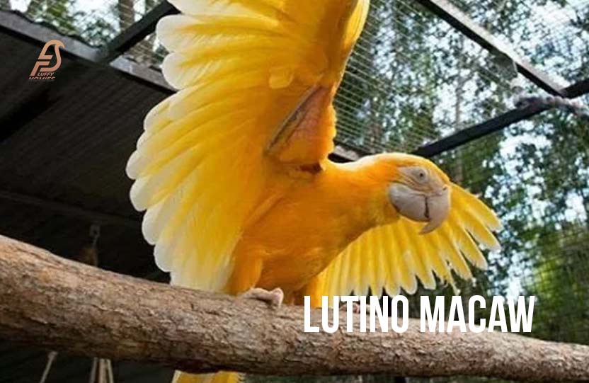 Lutino Macaw