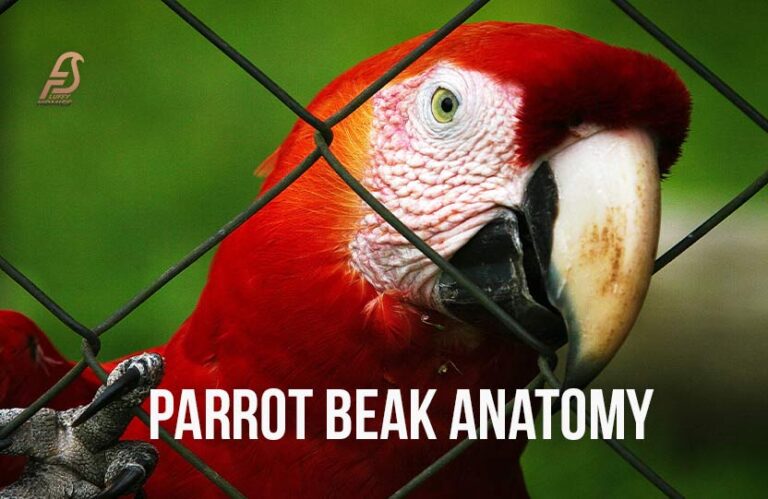 Understanding Parrot Beak Anatomy (Beak Beauty Secrets 2024)