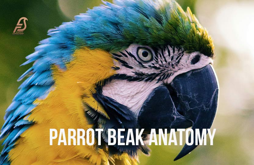 Parrot Beak Anatomy