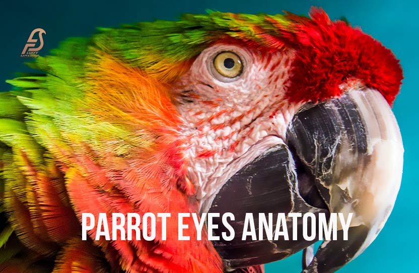 Parrot Eyes Anatomy