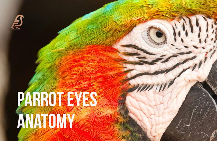 Parrot Eyes Anatomy