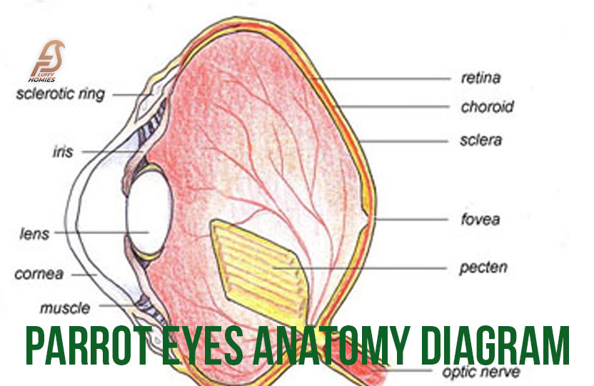 Parrot eyes anatomy diagram