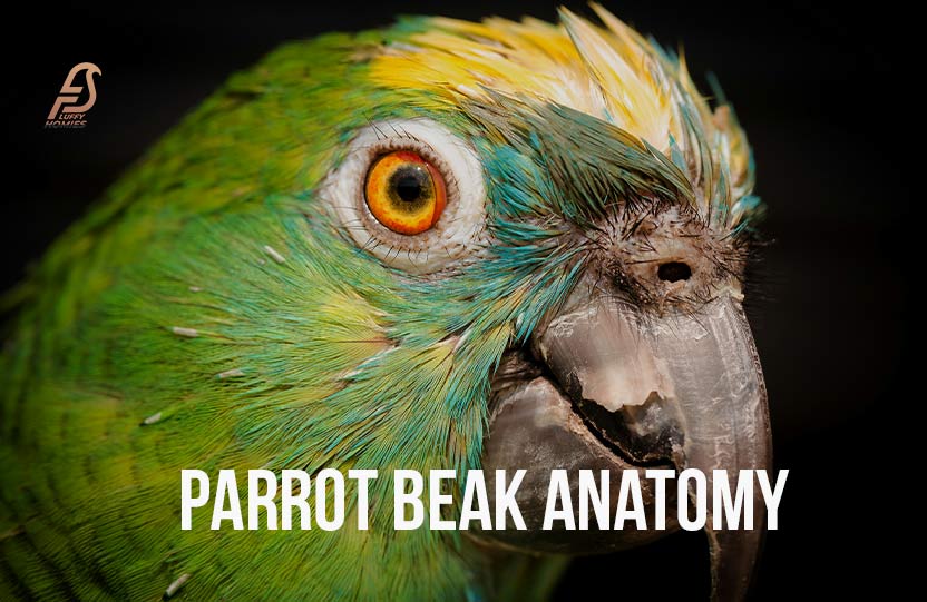 Parrot Beak Anatomy