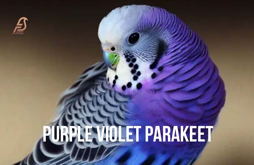 Purple (Violet) Parakeet