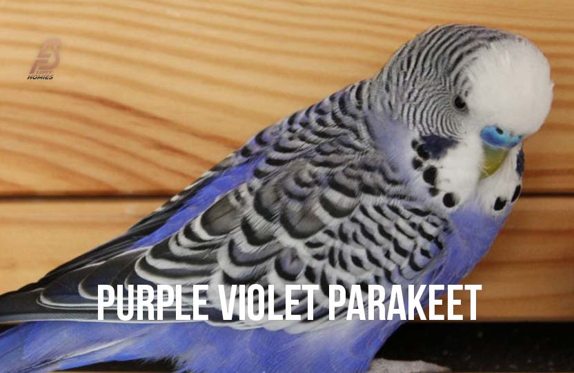Purple Violet Parakeet