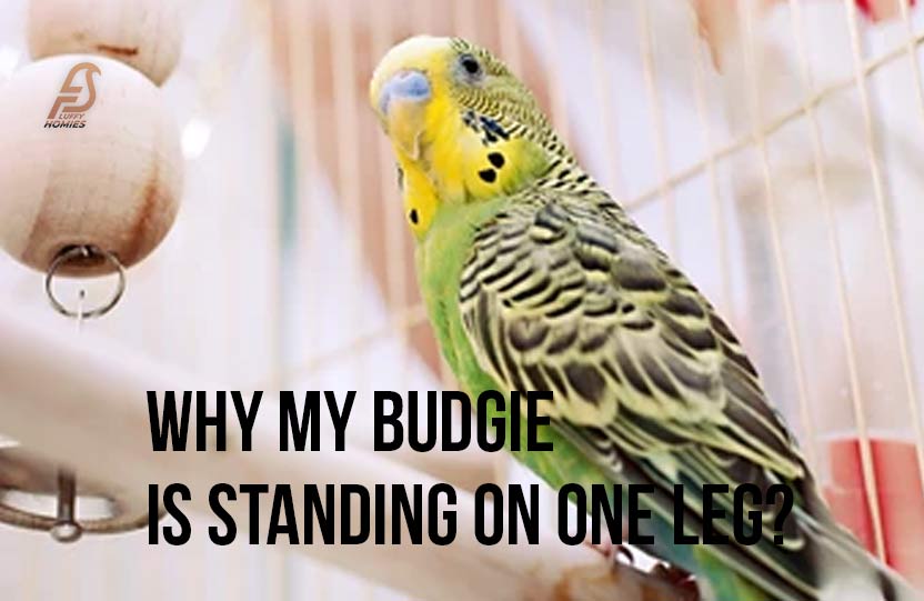 Why my Budgie is standing on One Leg?