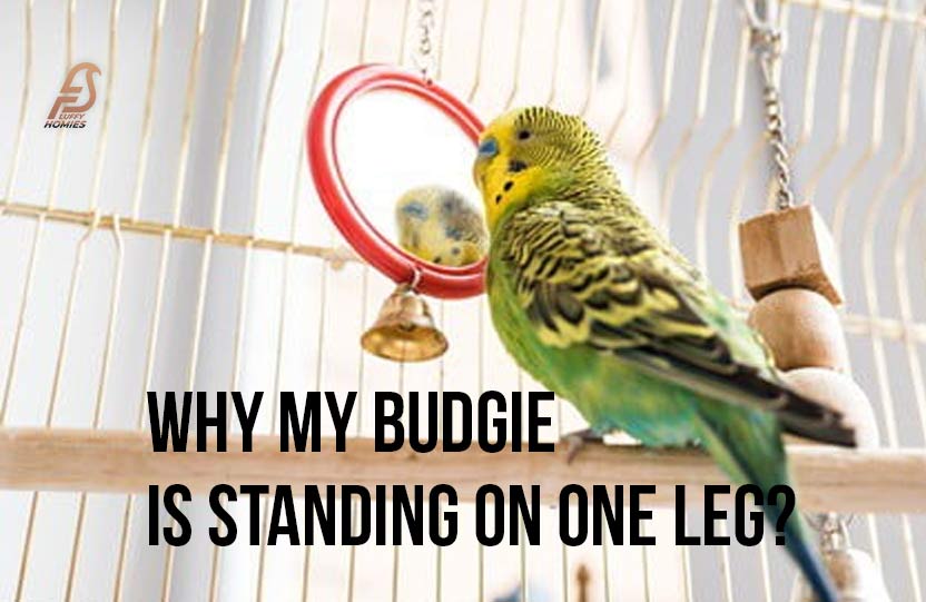 Why my Budgie is standing on One Leg?
