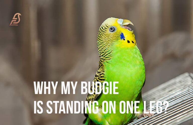 Reasons Why My Budgie is Standing on One Leg? (Facts 2024)