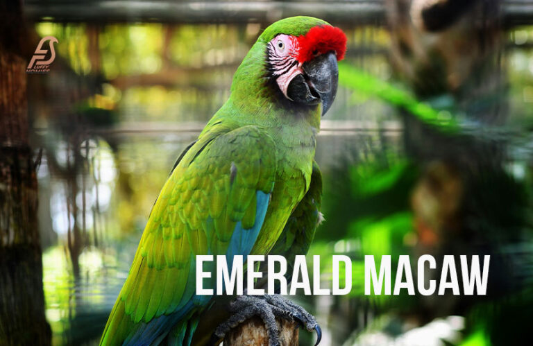 Emerald Macaw – Maxi (Appearance, History, Care, Price 2024)