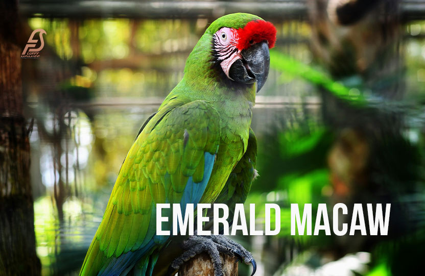 emerald macaw