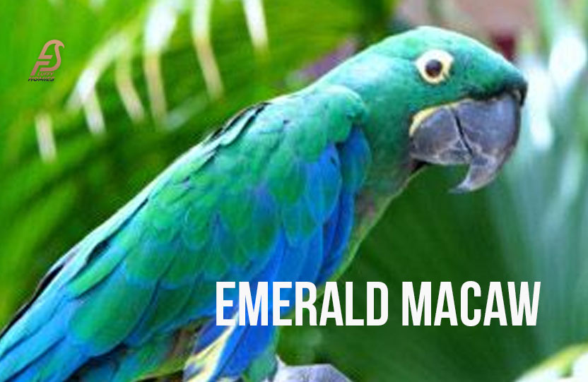 Emerald Macaw - Maxi