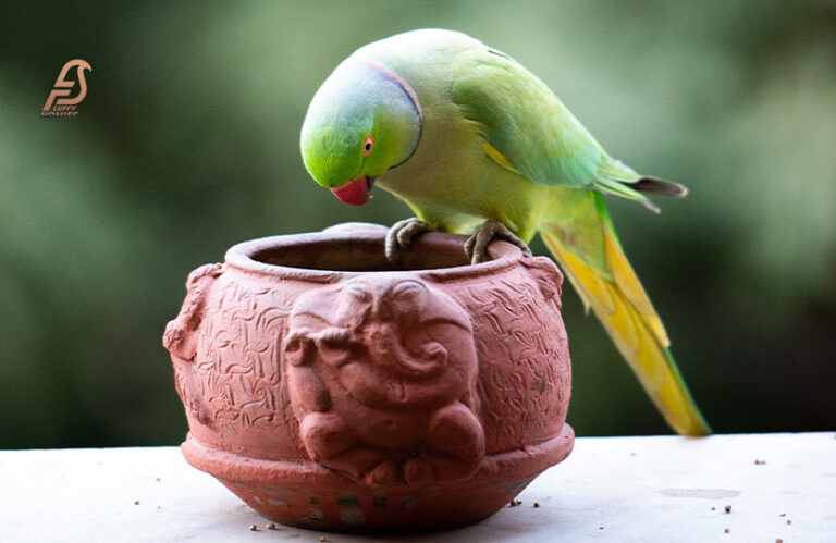 Can Budgies Eat Sweet Potato? (Complete Information 2024)