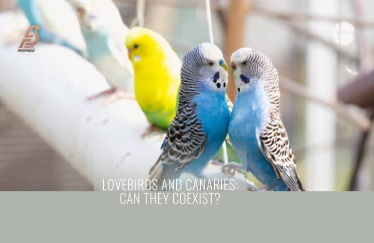 Can Lovebirds and Canaries Live Together? (Sweet Home 2024)