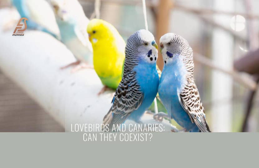 Can Lovebirds and Canaries Live Together?