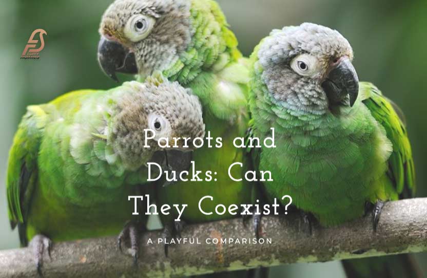 Can Parrots and Ducks Live Together?