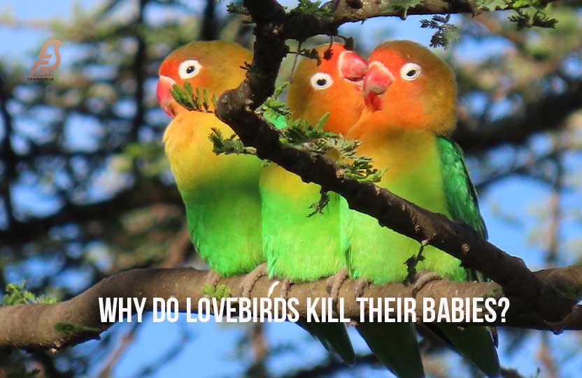 Why Do Lovebirds Kill Their Babies?